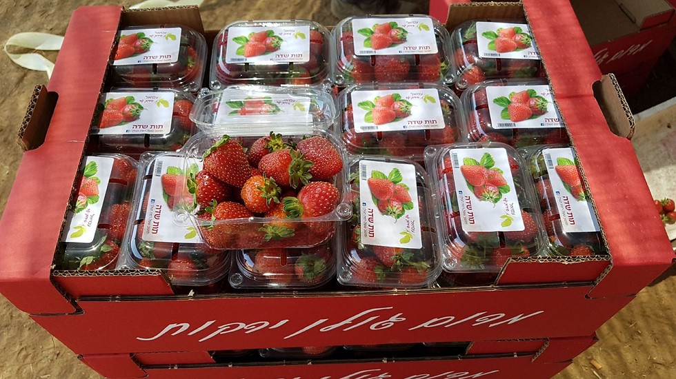גם במרום גולן משווקים תותים בקיץ ()