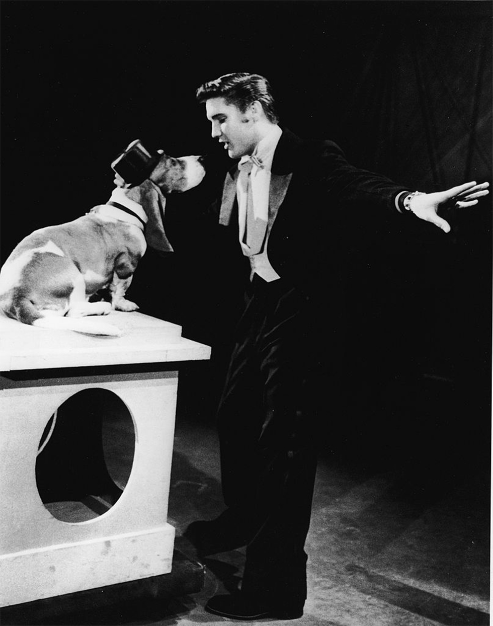 עם השיר "Hound Dog" בתוכנית של סטיב אלן בשנת 1956 (צילום: gettyimags) (צילום: gettyimags)