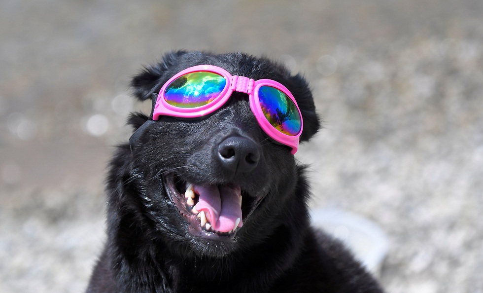 גם הכלב עם משקפי מגן (צילום: רויטרס) (צילום: רויטרס)