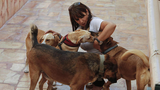 ההוצאות להפעלת הכלבייה הן כ-60 אלף דולר בשנה (צילום: AFP) (צילום: AFP)