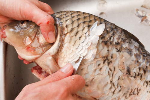 Чистить рыбу самостоятельно с открытыми ранами на руках смертельно опасно. Фото: shutterstock