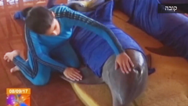 דולפין בקובה בדרך למקום בטוח ()