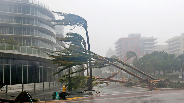 Trees bend to Irma's wrath (Photo: AP)