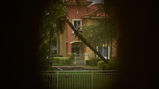 הנוף מבעד לחריצים: עץ נפל בחצר של השכנים (צילום: אורית מיליגר בן עזר) (צילום: אורית מיליגר בן עזר)