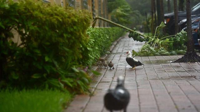 ברווזים מחפשים מחסה מהסופה דווקא ברחוב שלנו (צילום: אורית מיליגר בן עזר) (צילום: אורית מיליגר בן עזר)