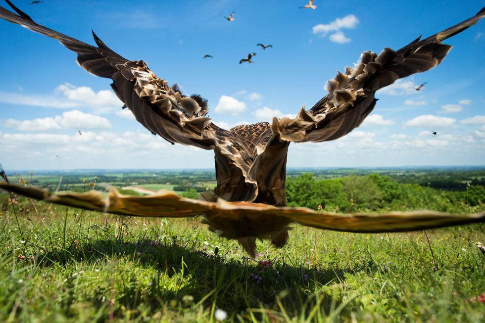  מדליית כסף | דיה אדומה צדה תולעת בבריטניה Jamie Hall | Bird Photographer of the Year 2017  ()