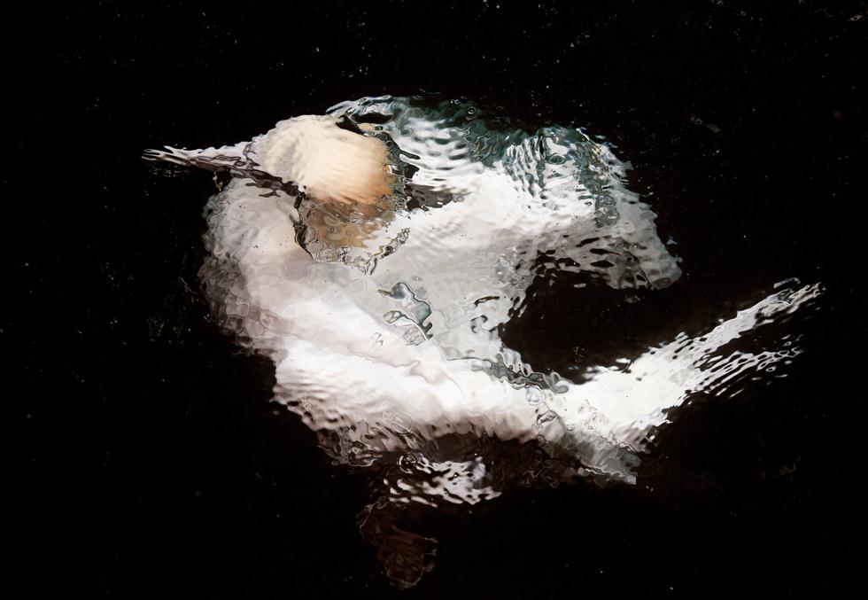 Markus Varesvuo| Bird Photographer of the Year 2017 | ציון לשבח | סולה צפונית עולה באיטיות אל פני המים לאחר צלילה בחיפוש אחר טרף בבריטניה ()