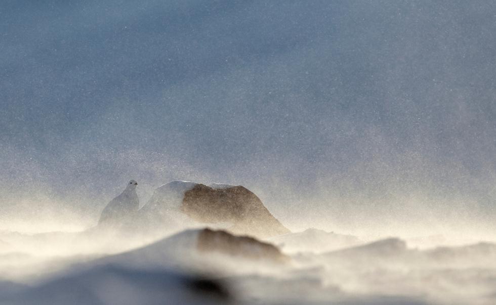 Markus Varesvuo| Bird Photographer of the Year 2017 | ציון לשבח | שיכווי אירופאי מחפש צמחייה למאכל שנחשפה בעקבות הרוח העזה. השיכווי מוצא מסתור בגומחות בין הסלעים או במחילות בעת סופות שלג עזות בפינלנד  ()