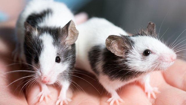 העכברים לא נמשכו למזון שהכיל חומר ממכר (צילום: shutterstock) (צילום: shutterstock)