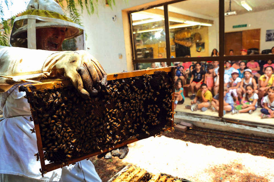 Урок пчеловодства в кибуце Яд-Мордехай. Фото: Гилад Кавалерчик
