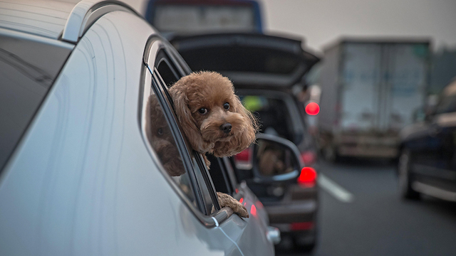 כלב בבייג'ינג (צילום: EPA ) (צילום: EPA )