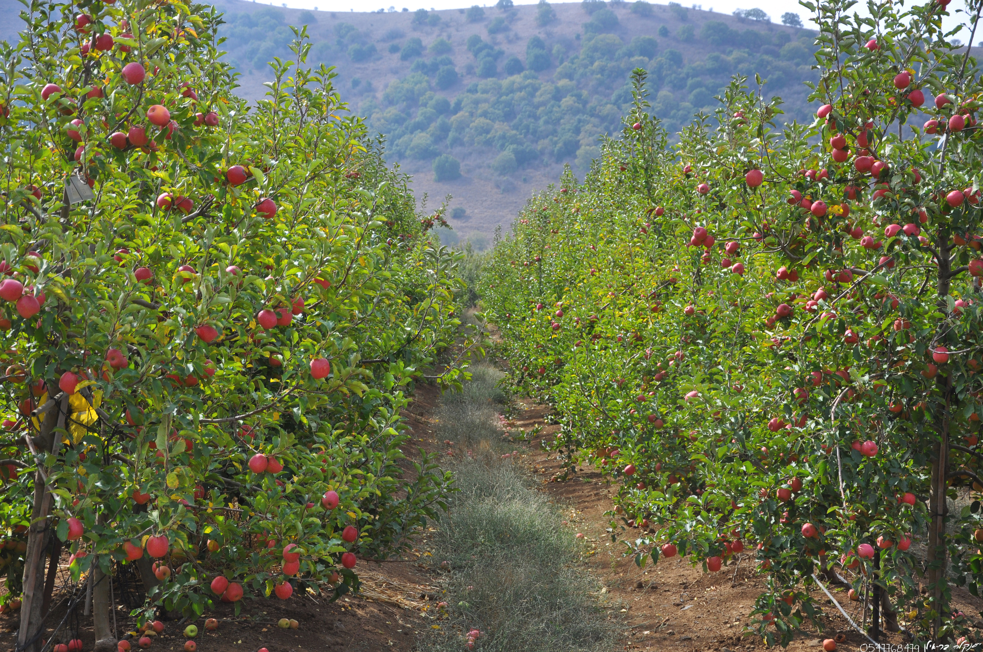 נתון מפתיע. תפוחים במטעי הגולן (צילום: פירות בראשית) (צילום: פירות בראשית)