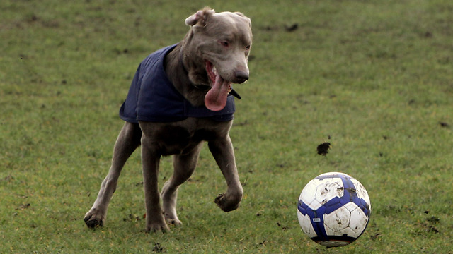 "חלק מהמשפחה". כלב משחק כדורגל (צילום: getty images) (צילום: getty images)