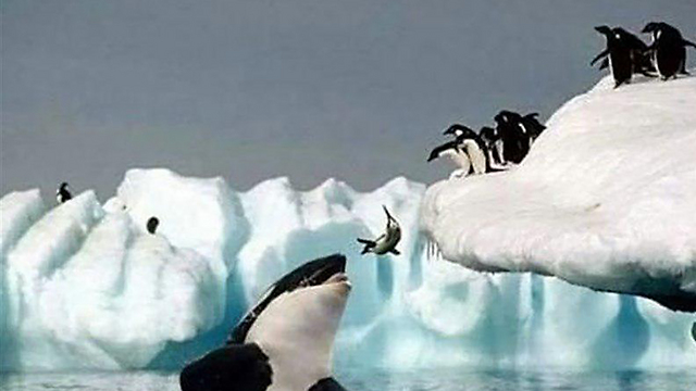 אחד הממים באיראן. הפינגווינים מעדיף להיאכל מאשר להיפגש עם נתניהו ()