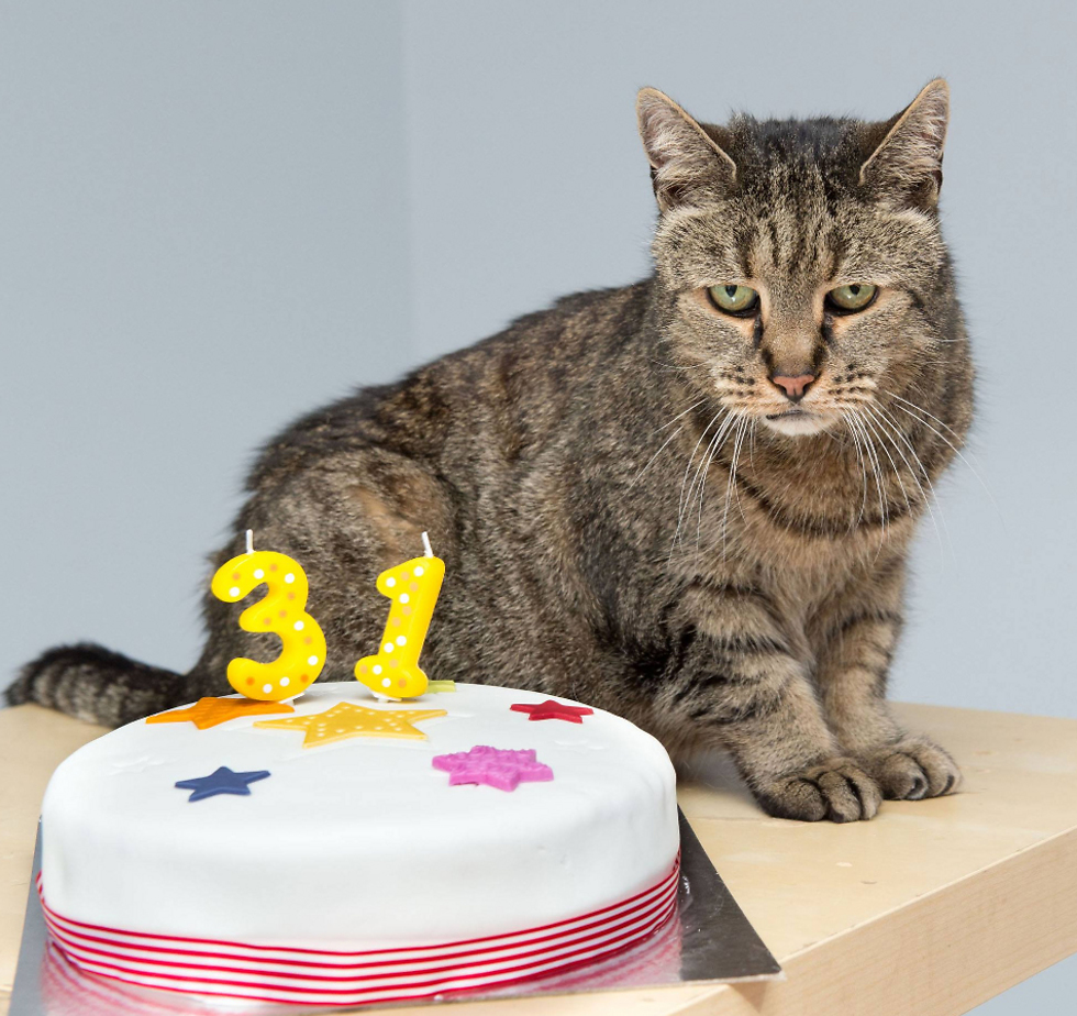 נטמג בחגיגות יום הולדתו ה-31 (צילום: Westway Veterinary Group) (צילום: Westway Veterinary Group)