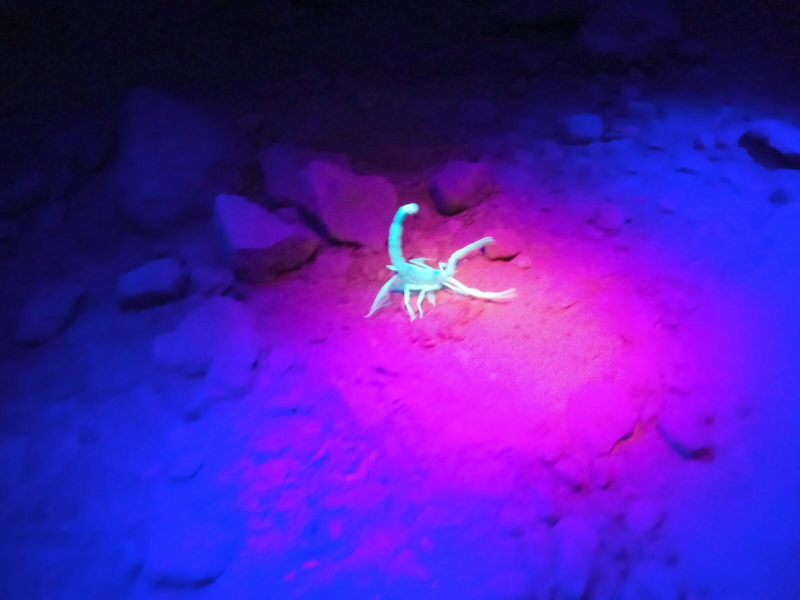 פעילות לילית זוהרת: ספארי העקרבים (צילום: נגב ברמה) (צילום: נגב ברמה)
