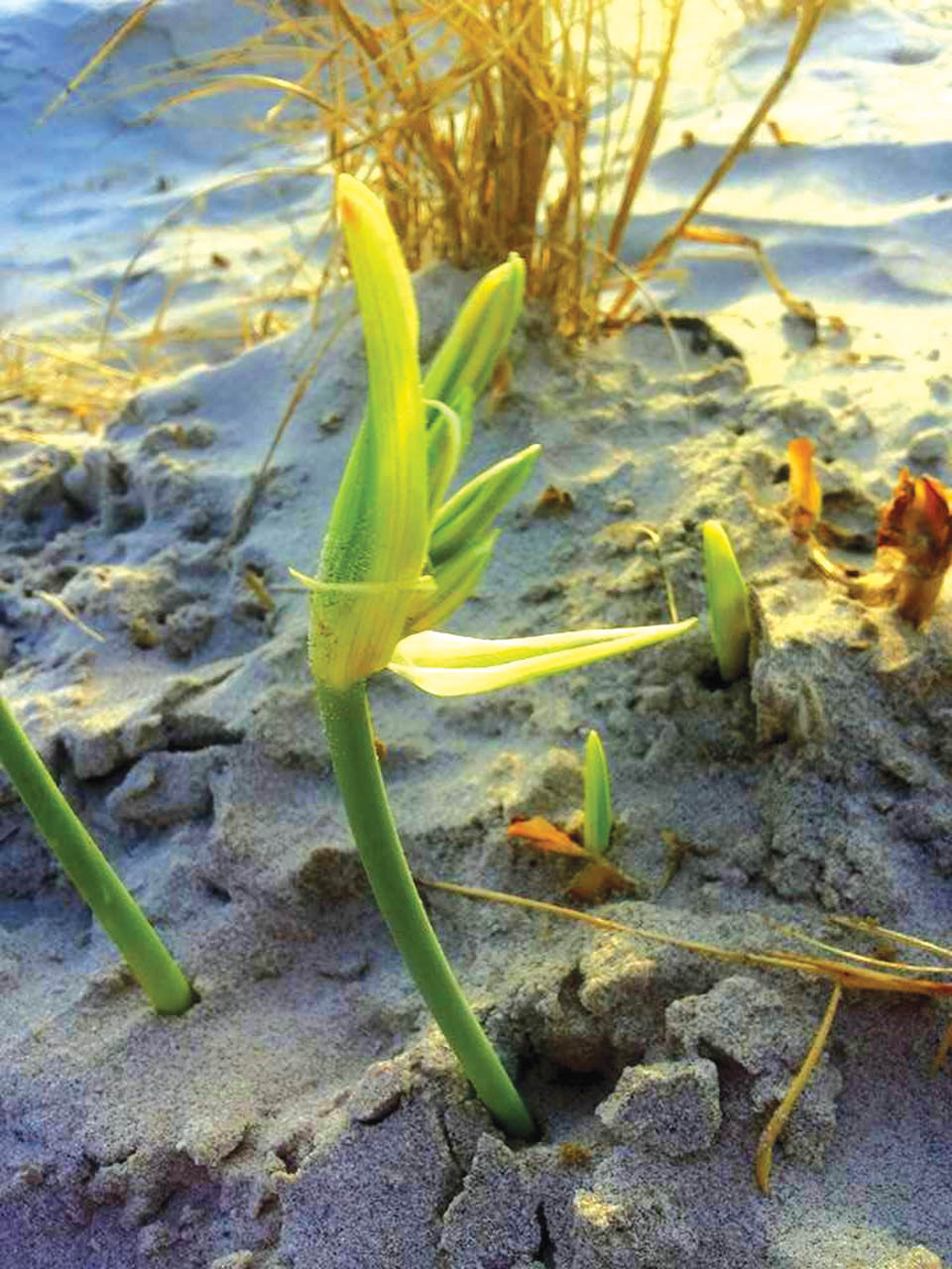 Лилия в пустыне Негев. Фото: Лина Городецкая
