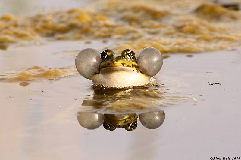 צפרדע נחלים (צילום: אלון מאיר) (צילום: אלון מאיר)