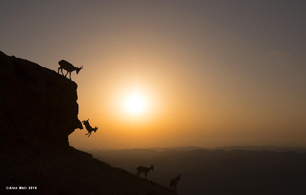 עדר יעלים נובים (צילום: אלון מאיר) (צילום: אלון מאיר)