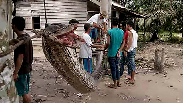 הנחש הענק - באורך 7.8 מטרים (צילום: AFP, BATANG GANSAL POLICE) (צילום: AFP, BATANG GANSAL POLICE)