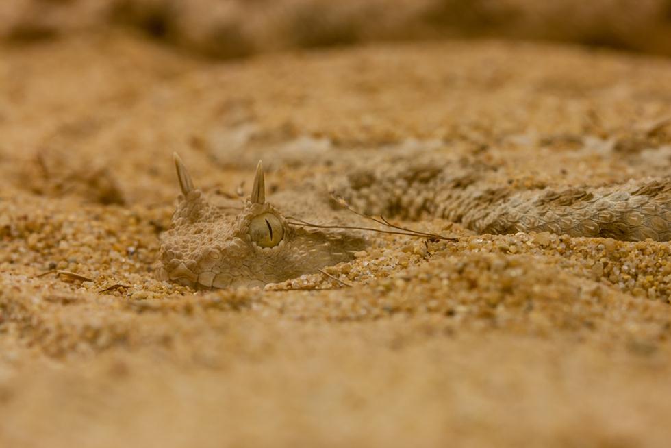 עכן חרטומים מתחפר בחול (צילום: shutterstock) (צילום: shutterstock)