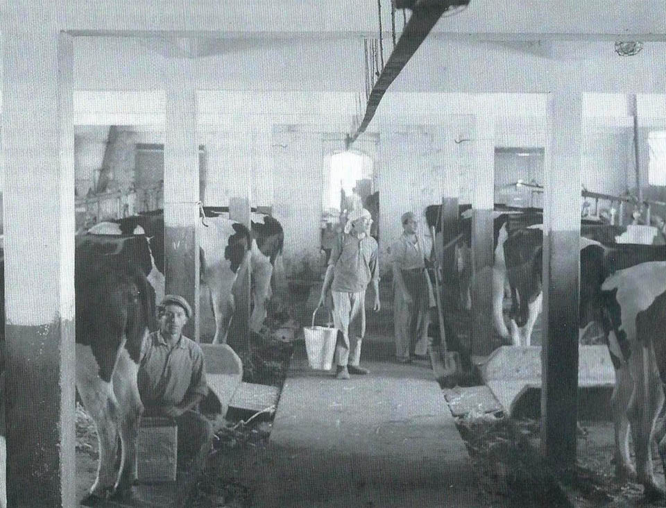 Работа в коровнике, 1939 год. Фотоиллюстрация