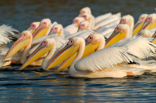 Пеликаны в Израиле. Фото: shutterstock