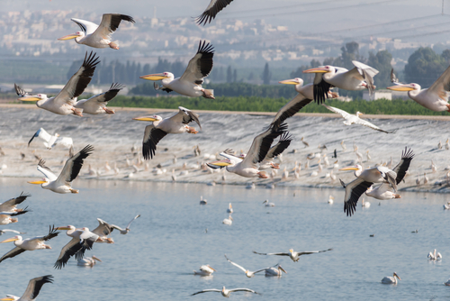 Пеликаны около прудов с рыбой. Фото: shutterstock