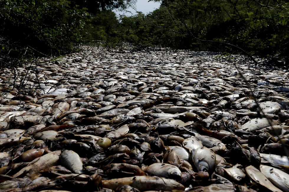 כמויות אדירות של דגים מתים בנהר קונפוסו בפרגוואי. הרשויות חוקרות את הזיהום במים (צילום: רויטרס) (צילום: רויטרס)