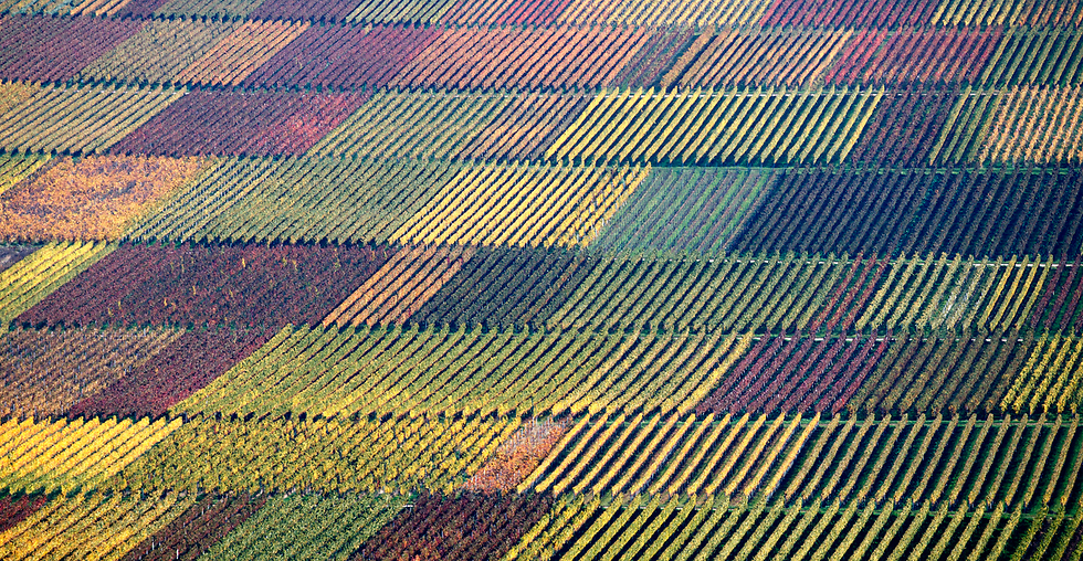 כרמים בצבעי סתיו ושלכת באזור נוישטט אן דר ויינשטראסה, גרמניה (צילום: EPA) (צילום: EPA)
