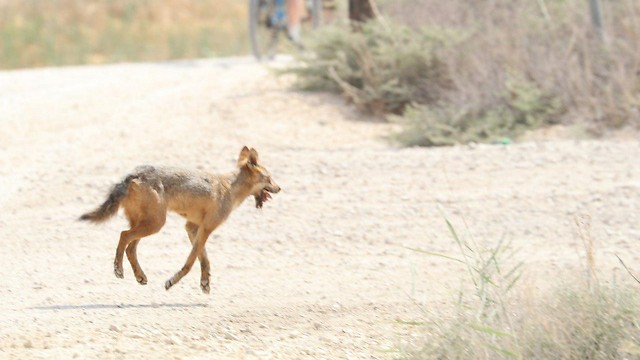 A jackal wandering near Beit Shean (Photo: Ofir Ben-Hemo)