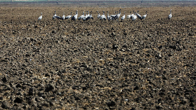 Cranes stand in a dry agricultural field in the Hula Valley (Photo: Amir Cohen/Reuters)