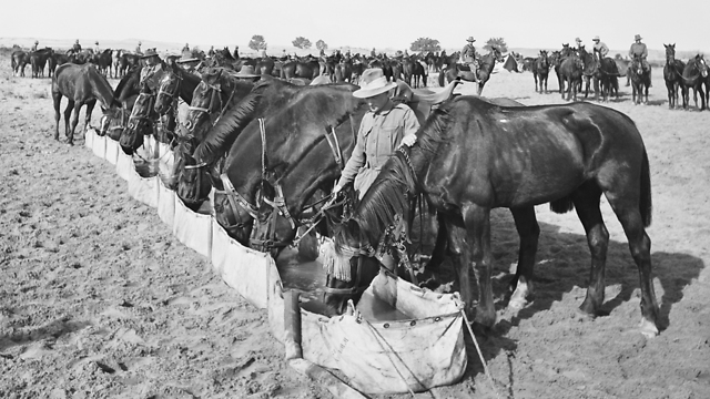 סוסים ופרשים באזור באר שבע לפני כמאה שנה (צילום: ארכיון המלחמה האוסטרלי, באדיבות קק"ל) (צילום: ארכיון המלחמה האוסטרלי, באדיבות קק