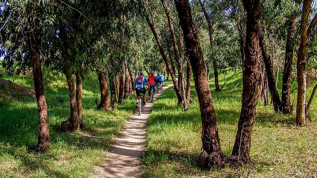 מסלול אופניים ביער בארי (צילום: יואב לביא) (צילום: יואב לביא)