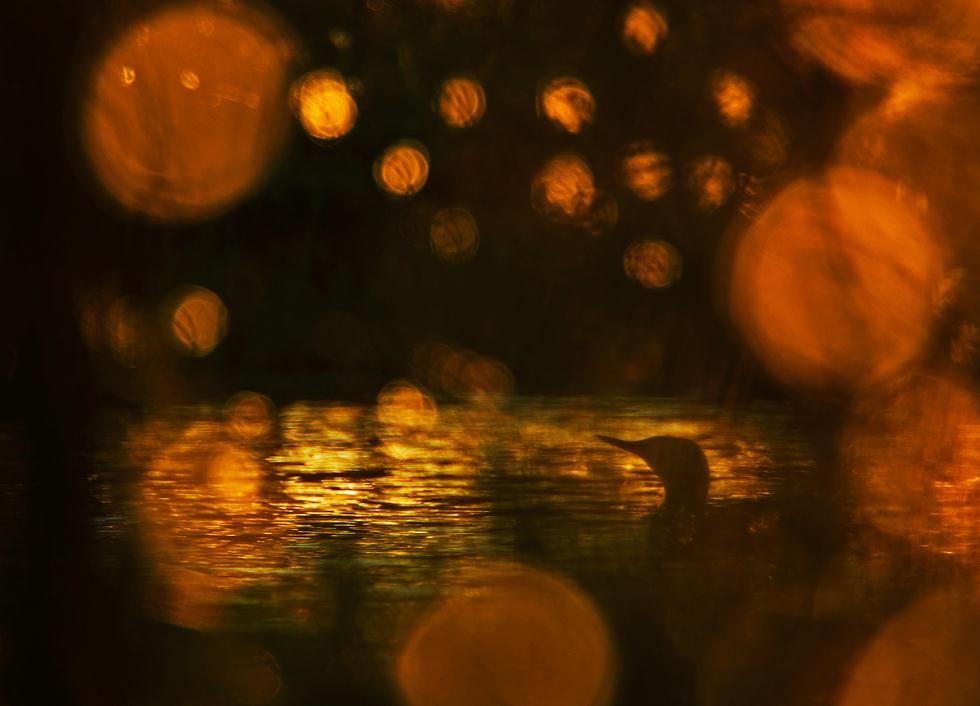 צוללן אדום גרון בשעת ערב באגם בשבדיה | Klaus Tamm | GDT European Wildlife Photographer of the Year 2017 ()