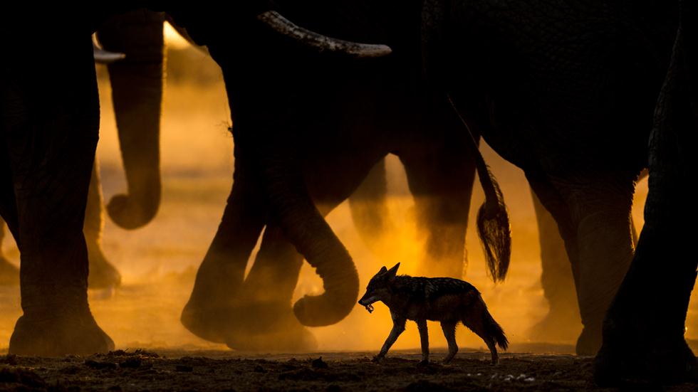 תן שחור גב בבוצואנה עם טרף בפיו חוצה עדר של פילים באפריקה | Sarah Skinner  | GDT European Wildlife Photographer of the Year 2017 ()
