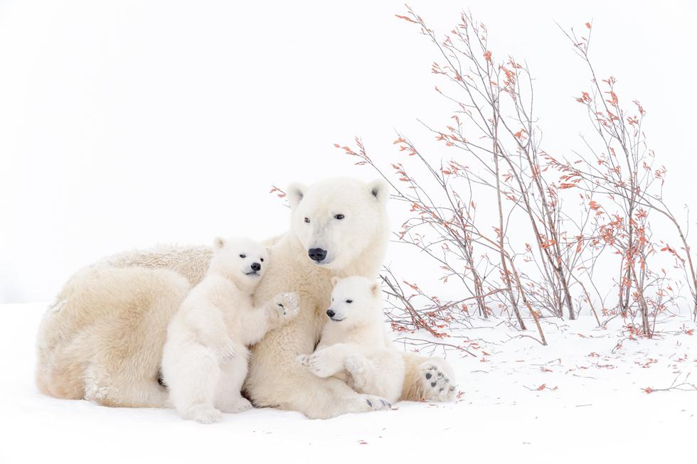 דובת קוטב עם גורים בסמוך למאורה בקנדה בטמפרטורה של מינוס 50 מעלות | André Gilden  | GDT European Wildlife Photographer of the Year 2017 ()