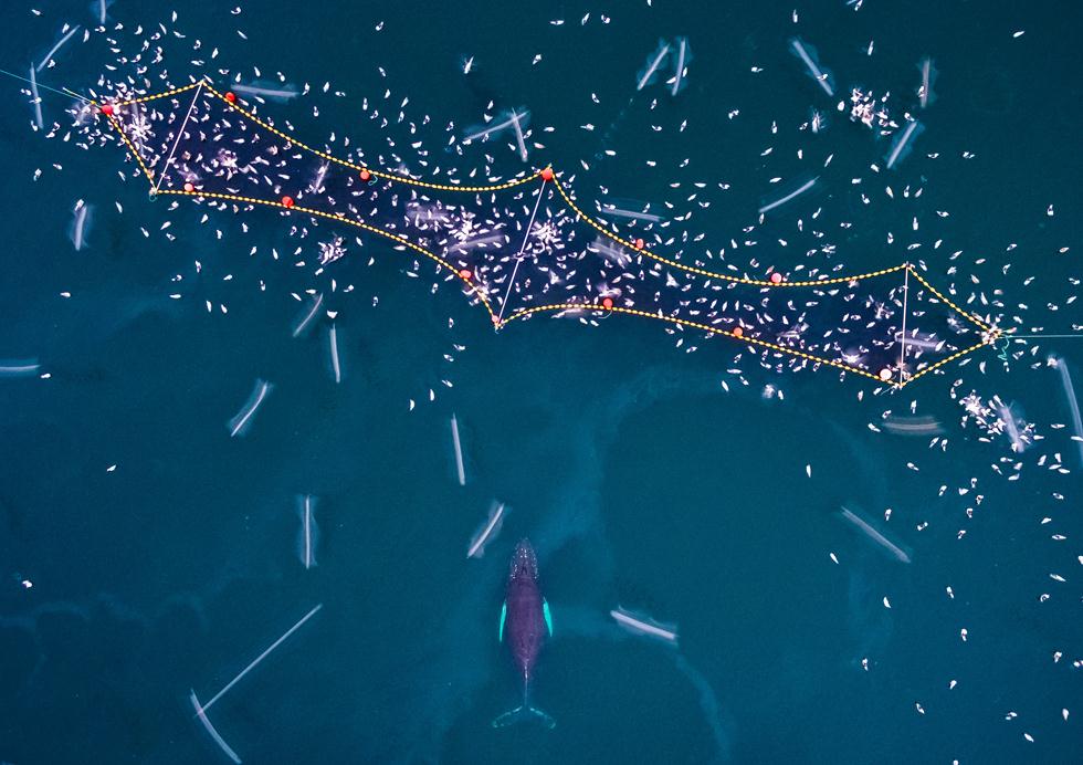 בחורף לוויתנים קטלנים ולוויתנים גדולי סנפיר מתאספים באזור צפון נורבגיה כדי לצוד דגי הרינג. גם הדייגים נוהרים בעקבות הדגים ופורשים רשתות שנותרות ללא השגחה והופכות למסעדה בלב ים | Espen Bergersen  | GDT European Wildlife Photographer of the Year 2017 ()