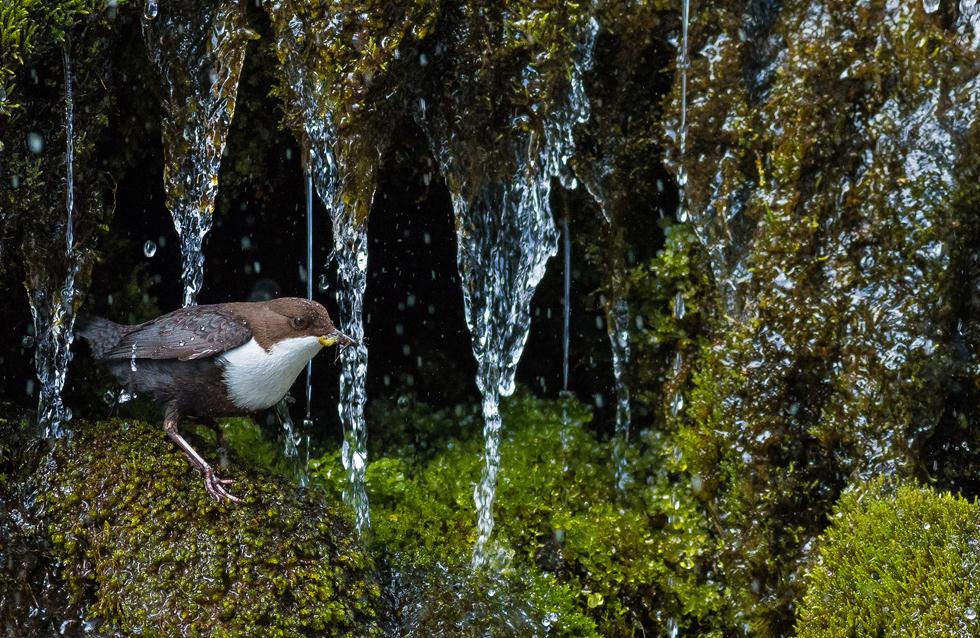 אמודאי במפל מים קפוא | Simon Johnson  | GDT European Wildlife Photographer of the Year 2017 |  ()