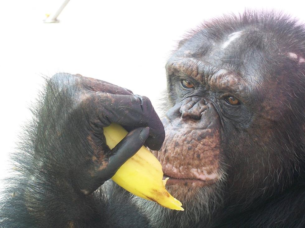  (צילום: Save the chimps.org) (צילום: Save the chimps.org)