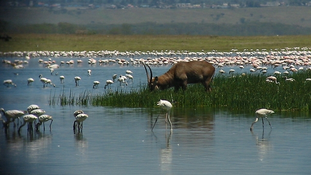 פלמינגו זוטר באגם נקורו לצד אנטילופת מים (צילום: איתי שני) (צילום: איתי שני)
