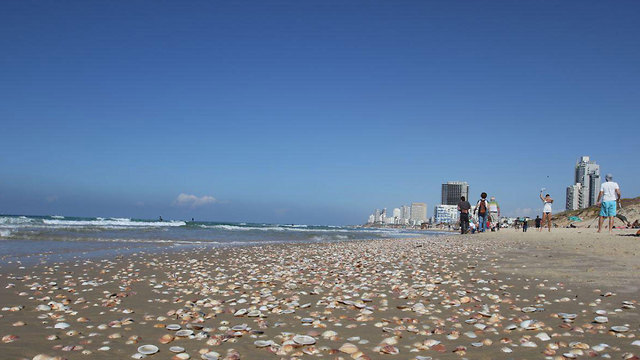 יום קייצי גם ברצועת החוף שבין ראשון לציון לבת ים (צילום: אבי מועלם) (צילום: אבי מועלם)