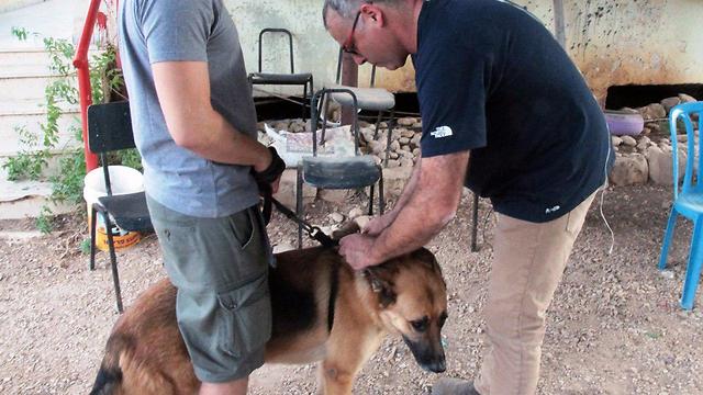A dog receiving a rabies shot (Photo: Gilboa Regional Council)