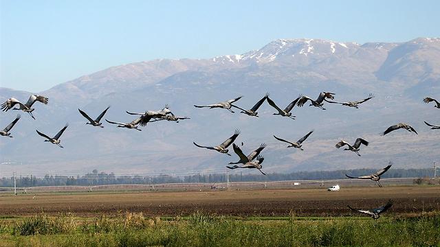 Перелетные птицы. Фото: Дорон Нисим