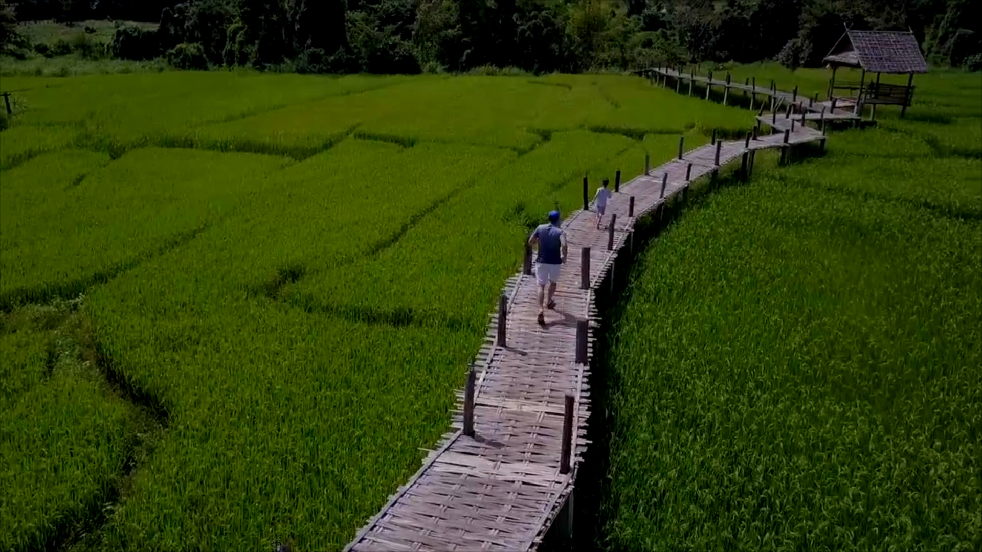 המשפחה בין שבילי שדות האורז בפאי (מתוך הווידאו של עידן זיידמן) (מתוך הווידאו של עידן זיידמן)