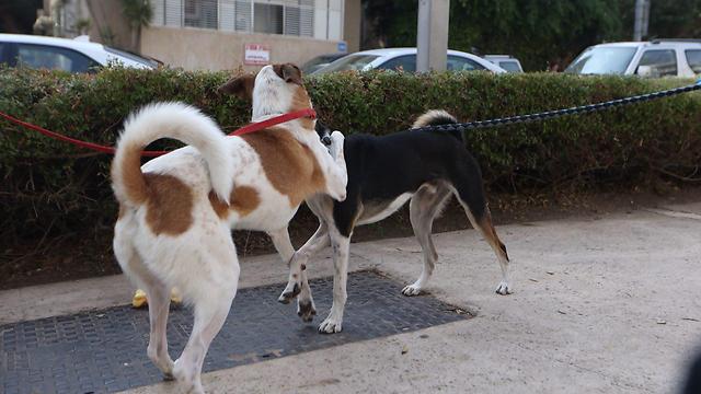 חום כלבים בתל אביב (צילום: מוטי קמחי) (צילום: מוטי קמחי)