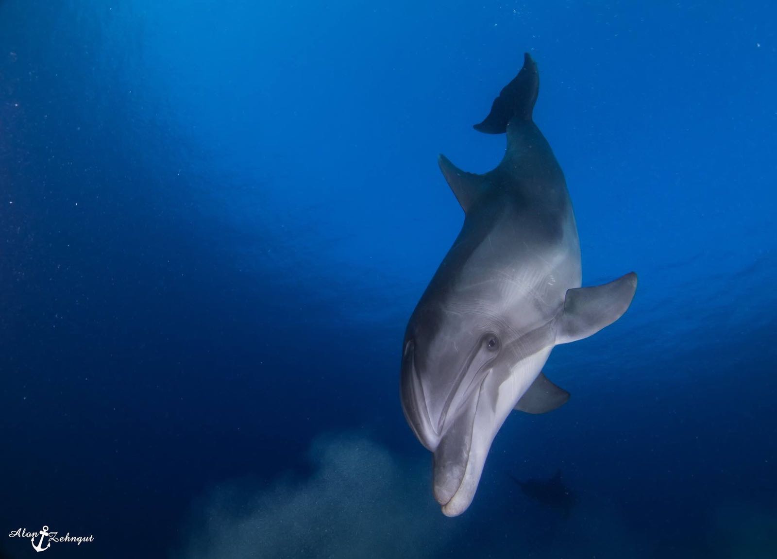 צולל גם בישראל: דולפין שוחה באילת (צילום: אלון צנגוט) (צילום: אלון צנגוט)