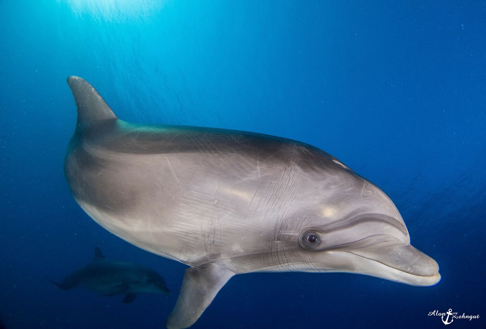 החיה החמודה ביותר: דולפינים באילת (צילום: אלון צנגוט) (צילום: אלון צנגוט)
