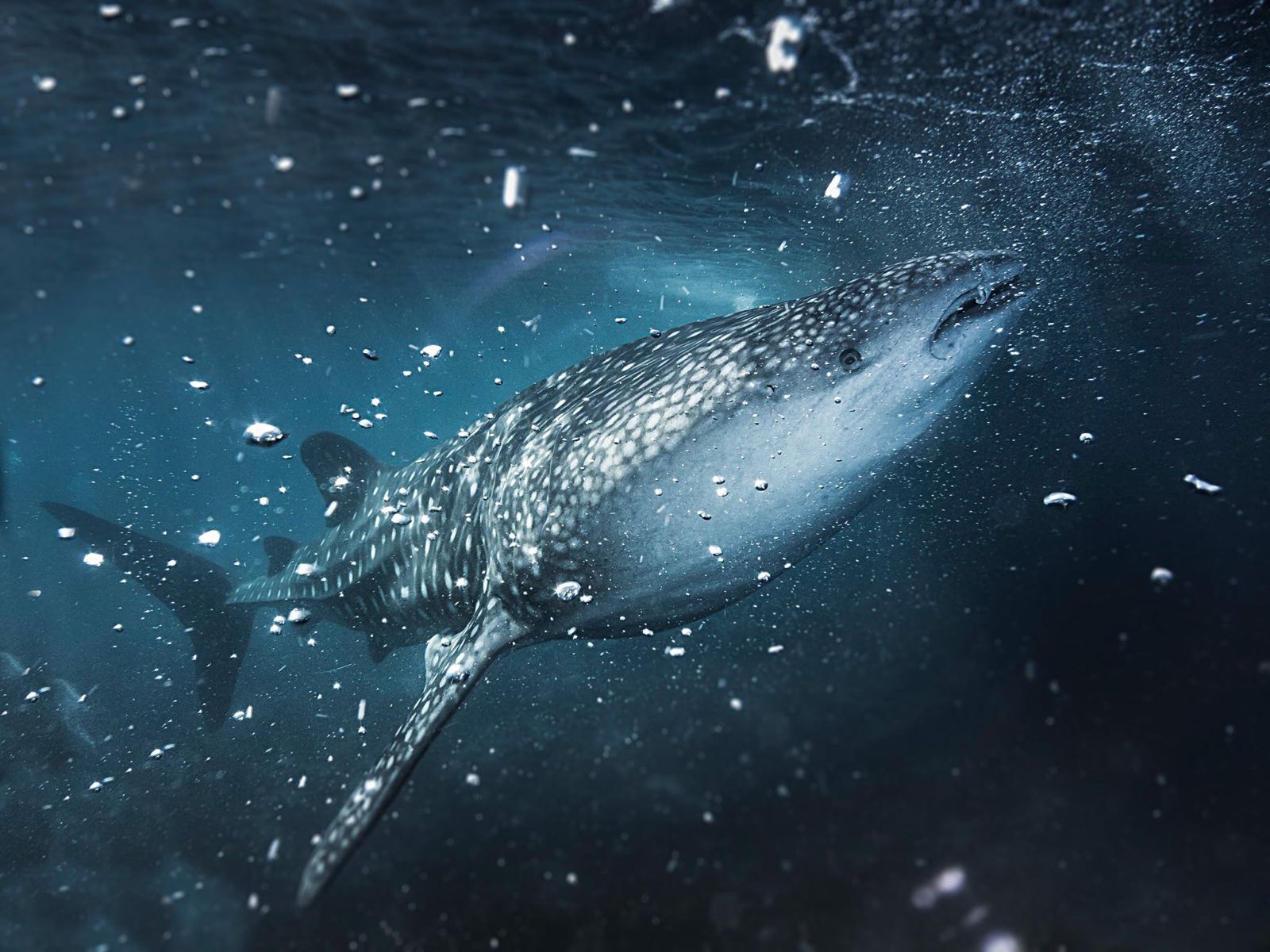 כריש לווייתן במלדיביים, צולם לפני שלוש שנים (צילום: אלון צנגוט) (צילום: אלון צנגוט)
