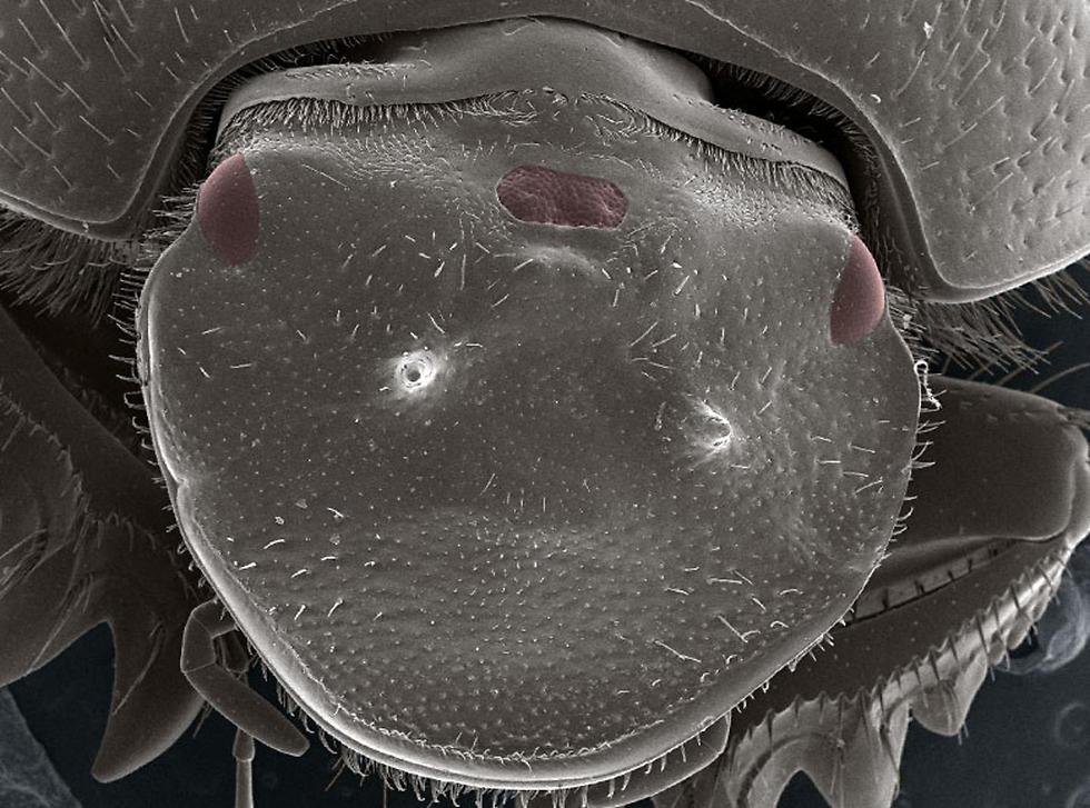 שימוש בתהליכים התפתחותיים מוכרים בהקשרים חדשים. העין הנוספת במרכז ראשה של החיפושית (צילום: Eduardo Zattara, אוניברסיטת אינדיאנה) (צילום: Eduardo Zattara, אוניברסיטת אינדיאנה)